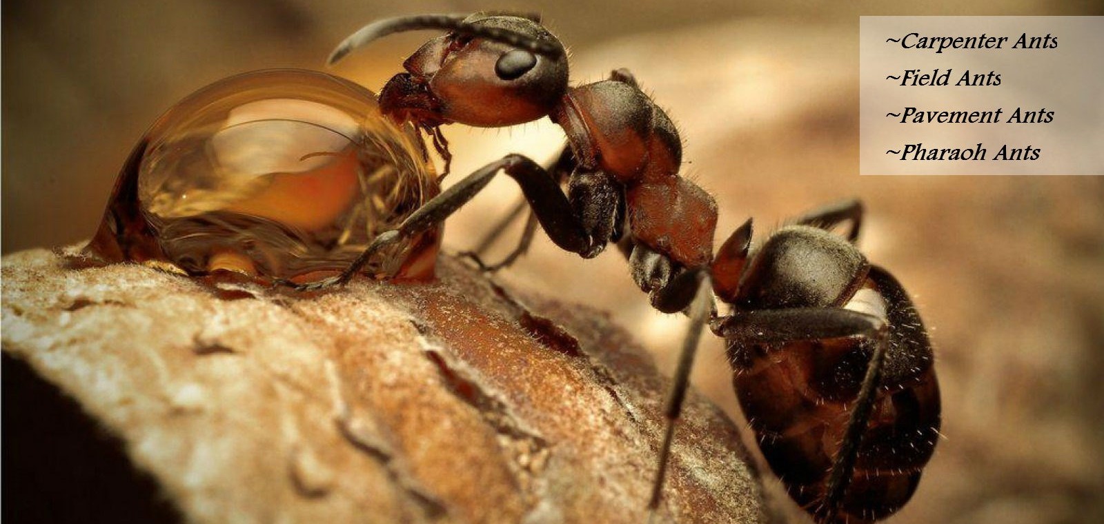 ants