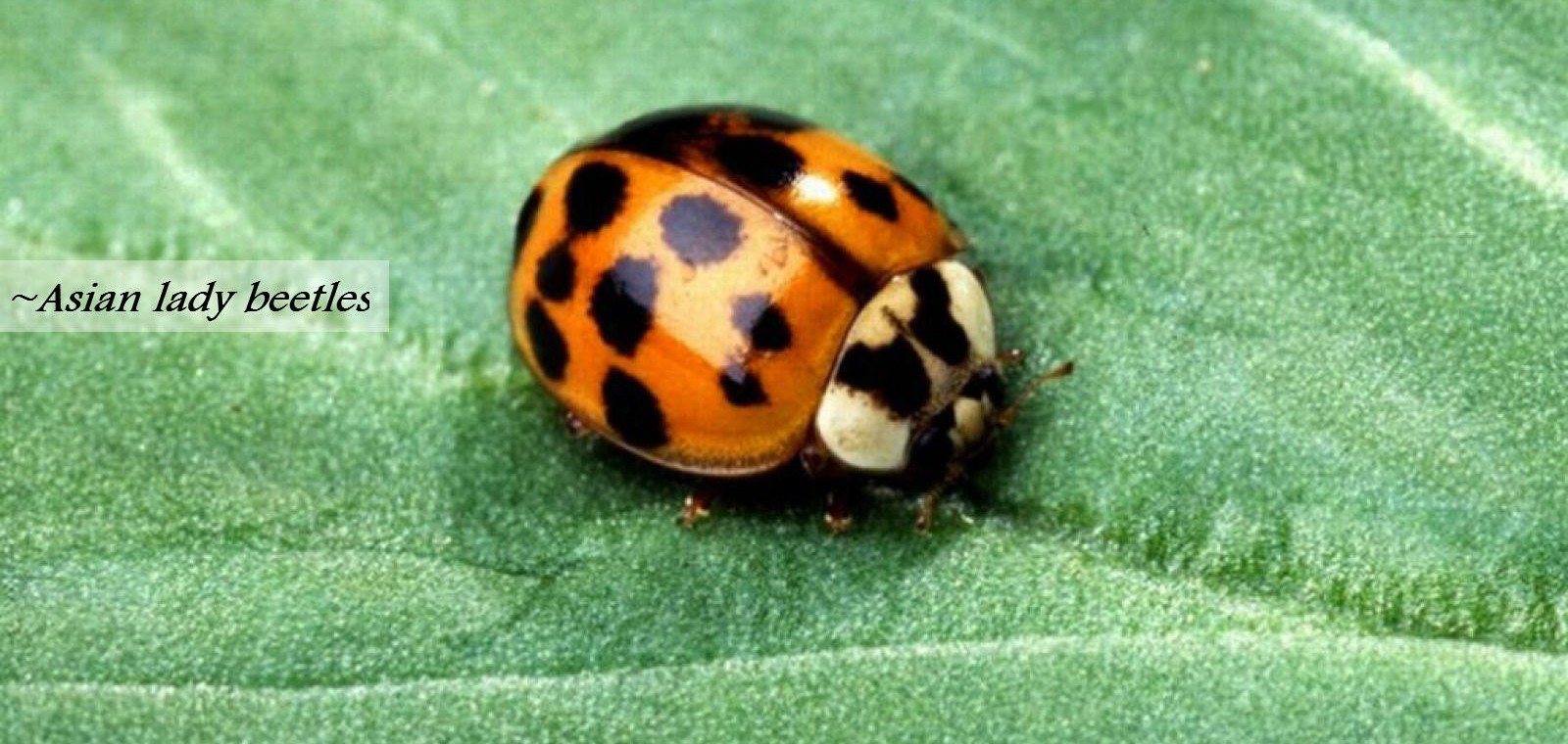 asian lady beetles