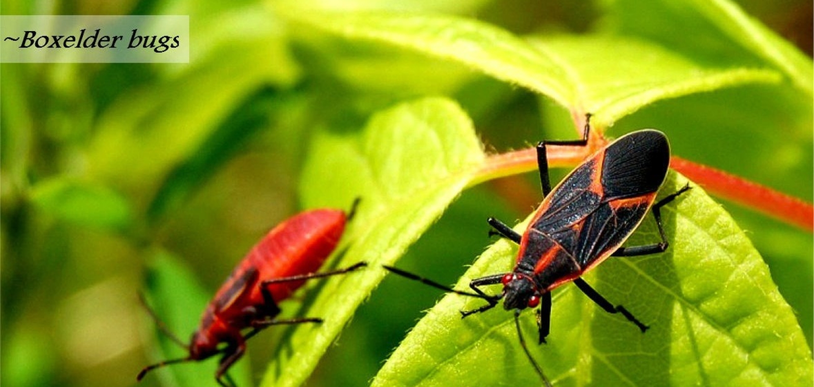 box elder bugss