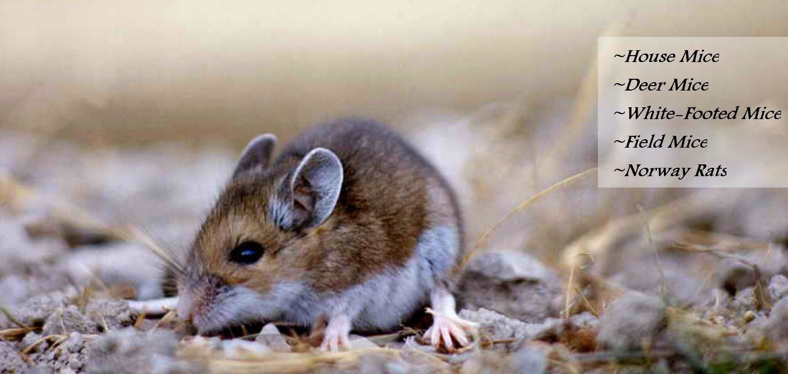 mouse in the house