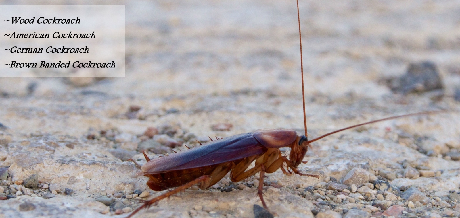 roachessssssssssssss