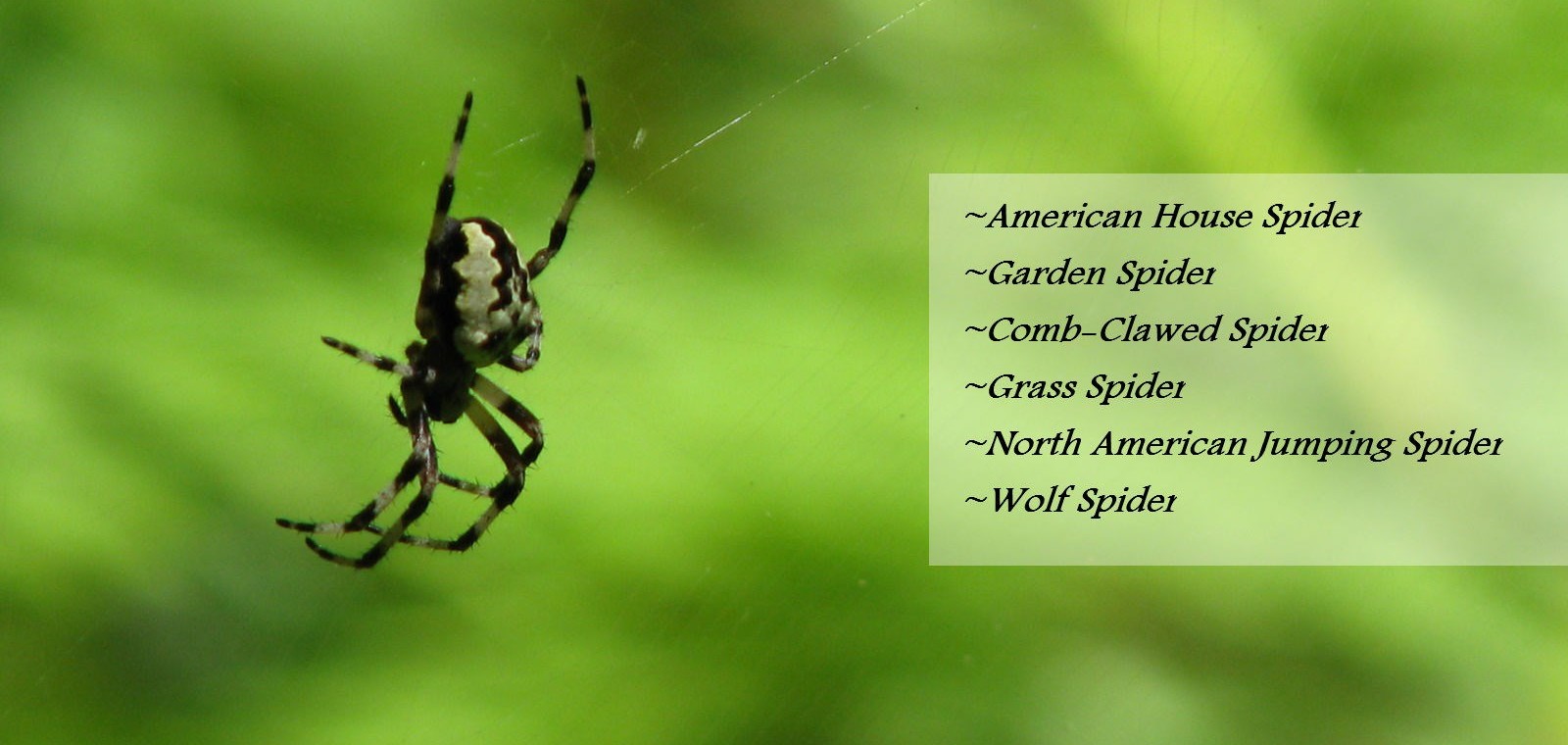 spiders