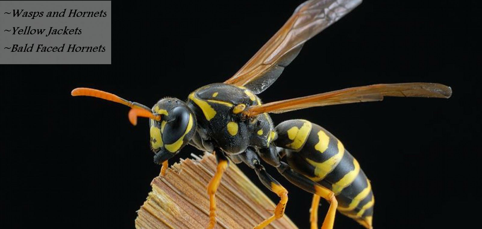 yellow jacket